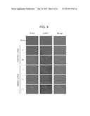 ANTI-CANCER AGENT, METHOD FOR INDUCING APOPTOSIS OF CANCER CELLS, AND     METHOD FOR SCREENING FOR ANTI-CANCER AGENT diagram and image