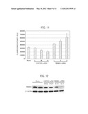 ANTI-CANCER AGENT, METHOD FOR INDUCING APOPTOSIS OF CANCER CELLS, AND     METHOD FOR SCREENING FOR ANTI-CANCER AGENT diagram and image