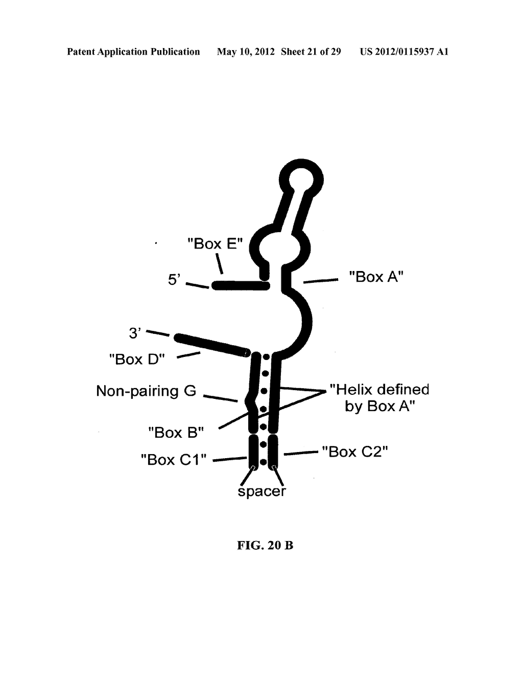 Ghrelin binding nucleic acids - diagram, schematic, and image 22