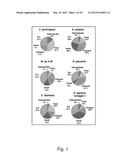 EXPRESSION OF TRIPLE-HELICAL COLLAGEN-LIKE PRODUCTS IN E.COLI diagram and image