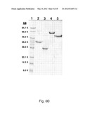 EXPRESSION OF TRIPLE-HELICAL COLLAGEN-LIKE PRODUCTS IN E.COLI diagram and image