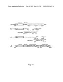 EXPRESSION OF TRIPLE-HELICAL COLLAGEN-LIKE PRODUCTS IN E.COLI diagram and image