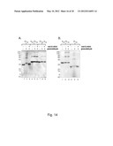 EXPRESSION OF TRIPLE-HELICAL COLLAGEN-LIKE PRODUCTS IN E.COLI diagram and image