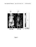 INTRA-OPERATIVE MOLECULAR IMAGING diagram and image