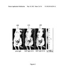 INTRA-OPERATIVE MOLECULAR IMAGING diagram and image