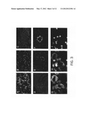 HMGN2 PEPTIDES AND RELATED MOLECULES THAT SELECTIVELY HOME TO TUMOR BLOOD     VESSELS AND TUMOR CELLS diagram and image