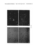 HMGN2 PEPTIDES AND RELATED MOLECULES THAT SELECTIVELY HOME TO TUMOR BLOOD     VESSELS AND TUMOR CELLS diagram and image