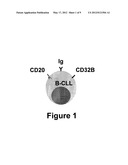 B CELL SURFACE REACTIVE ANTIBODIES diagram and image