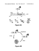 B CELL SURFACE REACTIVE ANTIBODIES diagram and image