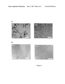 Targeting of Bone Marrow Neovasculature diagram and image