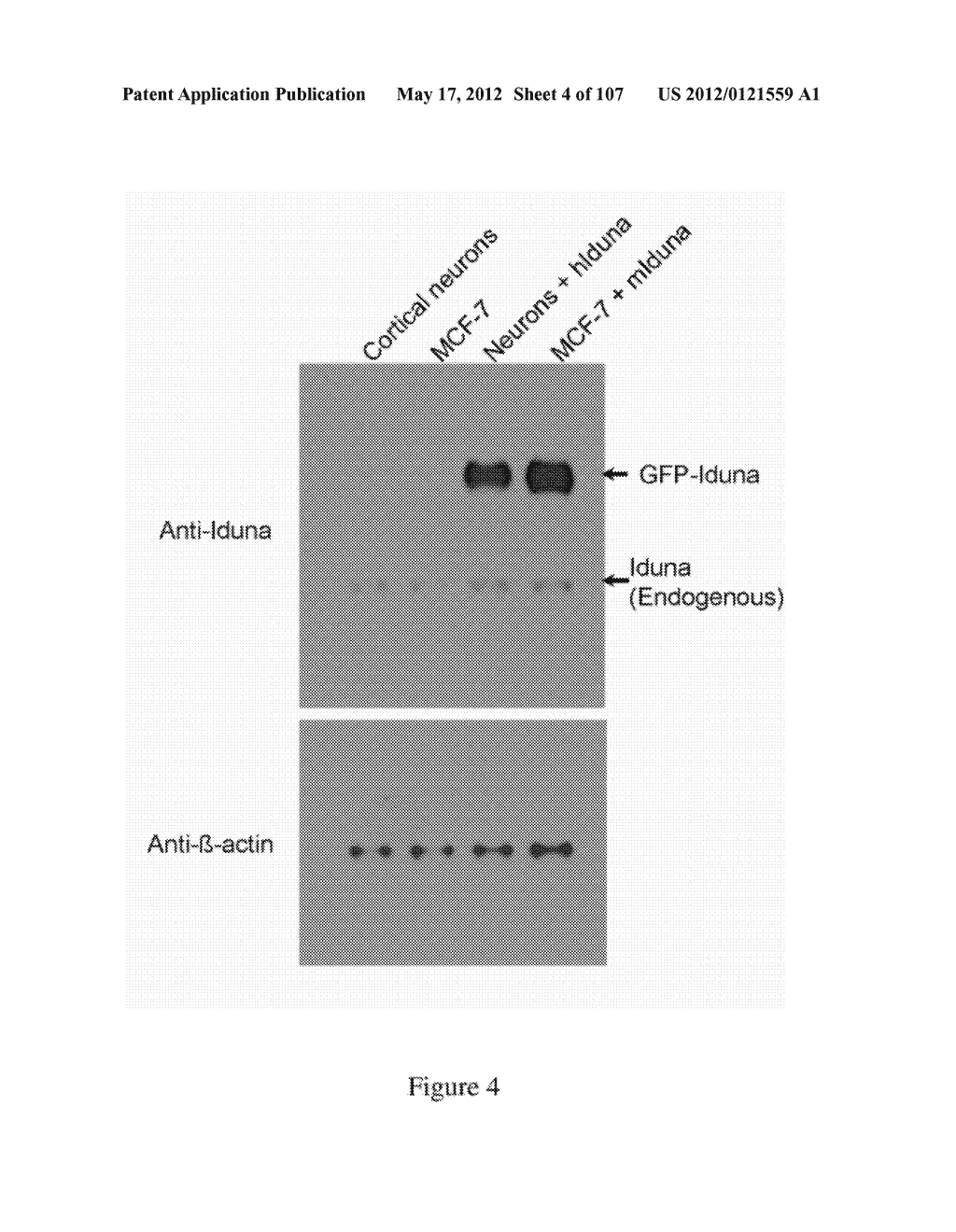 TREATMENT AND PREVENTION OF PATHOLOGICAL CONDITIONS USING IDUNA RELATED     TECHNIQUES AND COMPOSITIONS - diagram, schematic, and image 05