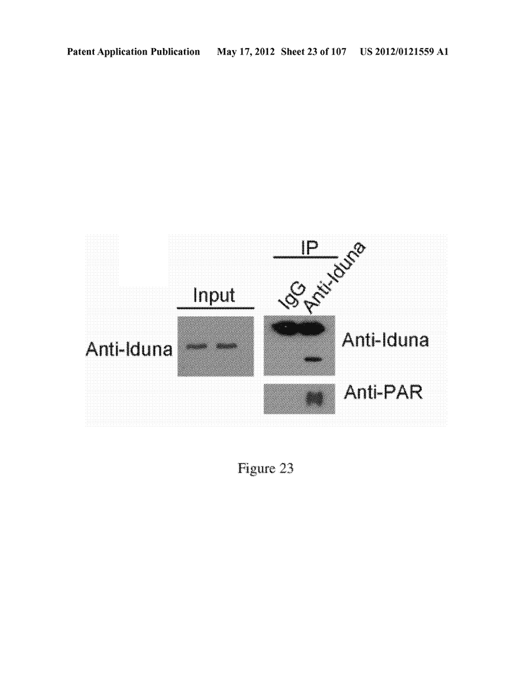 TREATMENT AND PREVENTION OF PATHOLOGICAL CONDITIONS USING IDUNA RELATED     TECHNIQUES AND COMPOSITIONS - diagram, schematic, and image 24