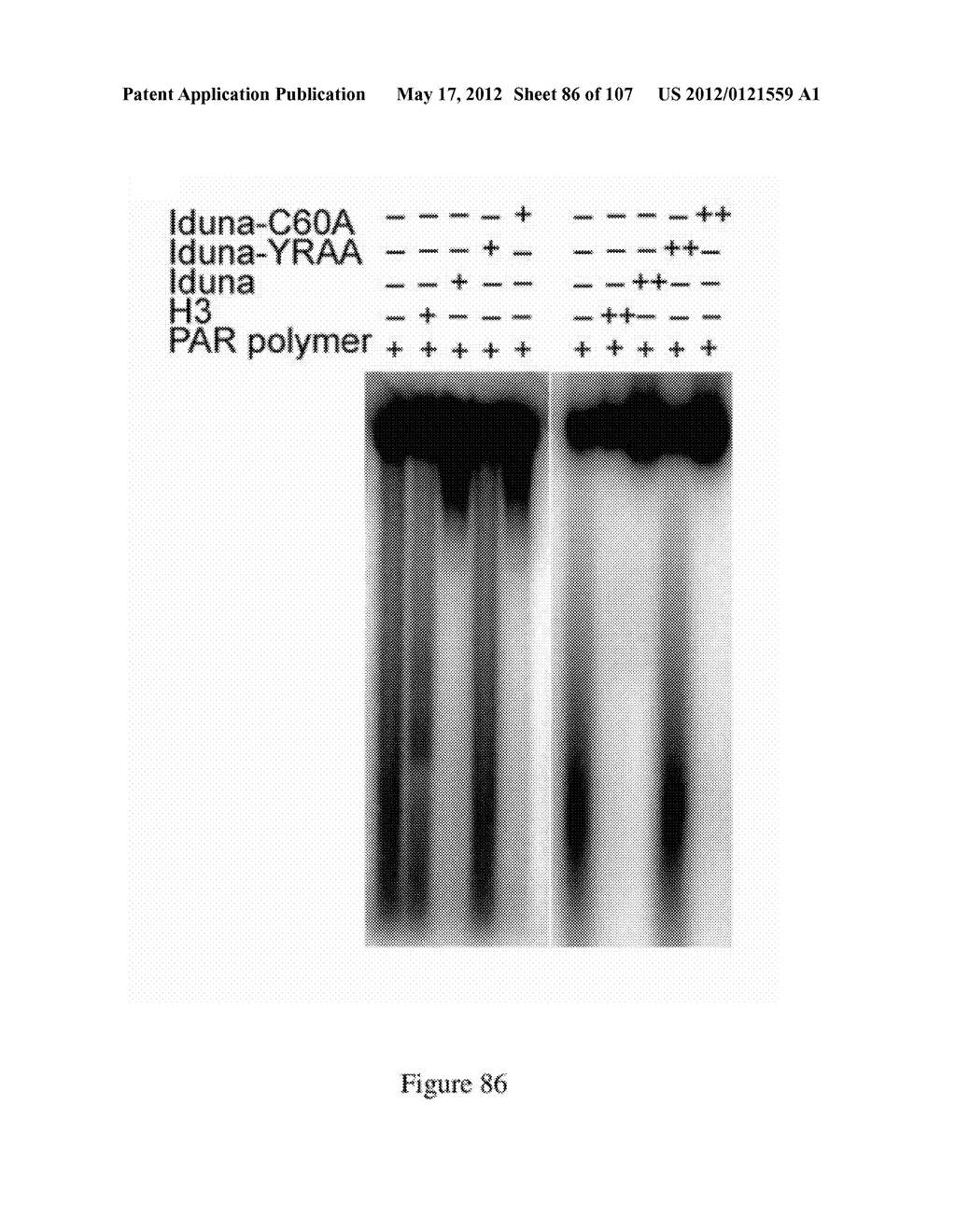 TREATMENT AND PREVENTION OF PATHOLOGICAL CONDITIONS USING IDUNA RELATED     TECHNIQUES AND COMPOSITIONS - diagram, schematic, and image 87