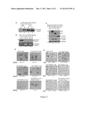 FRAGMENT OF SECRETED HEAT SHOCK PROTEIN-90ALPHA (Hsp90ALPHA) AS VACCINES     OR EPITOPE FOR MONOCLONAL ANTIBODY DRUGS OR TARGET FOR SMALL MOLECULE     DRUGS AGAINST A RANGE OF SOLID HUMAN TUMORS diagram and image