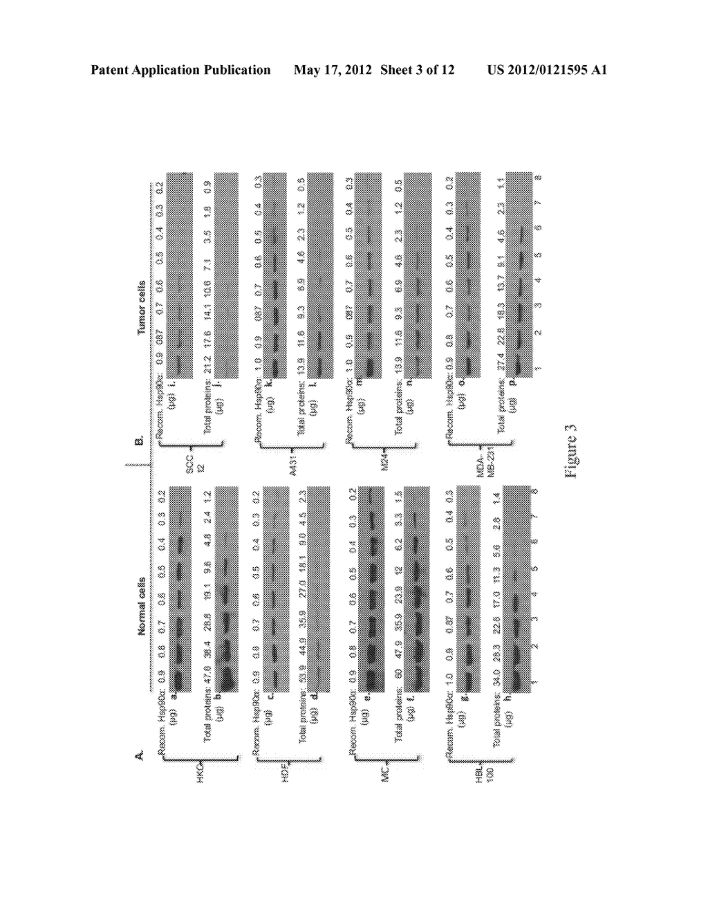 FRAGMENT OF SECRETED HEAT SHOCK PROTEIN-90ALPHA (Hsp90ALPHA) AS VACCINES     OR EPITOPE FOR MONOCLONAL ANTIBODY DRUGS OR TARGET FOR SMALL MOLECULE     DRUGS AGAINST A RANGE OF SOLID HUMAN TUMORS - diagram, schematic, and image 04