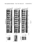 FRAGMENT OF SECRETED HEAT SHOCK PROTEIN-90ALPHA (Hsp90ALPHA) AS VACCINES     OR EPITOPE FOR MONOCLONAL ANTIBODY DRUGS OR TARGET FOR SMALL MOLECULE     DRUGS AGAINST A RANGE OF SOLID HUMAN TUMORS diagram and image