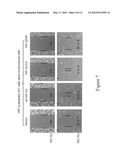 FRAGMENT OF SECRETED HEAT SHOCK PROTEIN-90ALPHA (Hsp90ALPHA) AS VACCINES     OR EPITOPE FOR MONOCLONAL ANTIBODY DRUGS OR TARGET FOR SMALL MOLECULE     DRUGS AGAINST A RANGE OF SOLID HUMAN TUMORS diagram and image