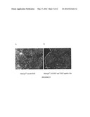 Chimeric VEGF Peptides diagram and image