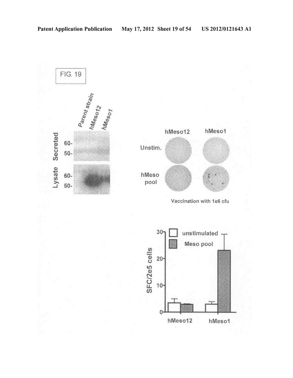 Engineered listeria and methods of use thereof - diagram, schematic, and image 20