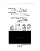 Chimeric Virus Vaccines diagram and image