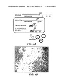 Chimeric Virus Vaccines diagram and image