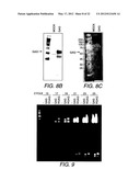 Chimeric Virus Vaccines diagram and image