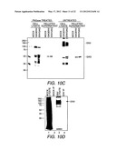 Chimeric Virus Vaccines diagram and image