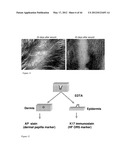 METHODS FOR GENERATING NEW HAIR FOLLICLES, TREATING BALDNESS, AND HAIR     REMOVAL diagram and image