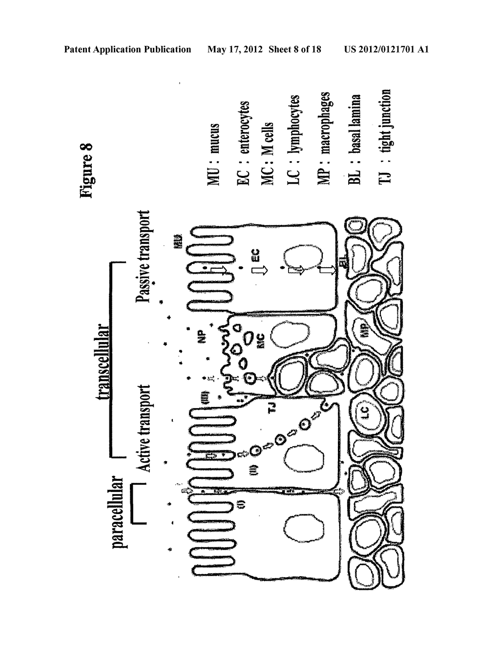 PHARMACEUTICAL COMPOSITION OF PEPTIDE DRUG AND ENZYME-INHIBITION COMPOUNDS - diagram, schematic, and image 09