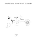 Acetazolamide Microparticle And Its Preparation Method And Use diagram and image