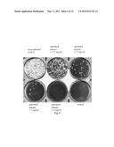 PHARMACEUTICAL COMPOSITION FOR INHIBITING INFECTION AND REPLICATION OF     INFLUENZA A AND B VIRUS, AND THE MANUFACTURE THEREOF diagram and image