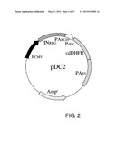 EXPRESSION VECTOR FOR PRODUCING PROTEIN DERIVED FROM FOREIGN GENE IN LARGE     QUANTITY USING ANIMAL CELLS, AND USE THEREOF diagram and image