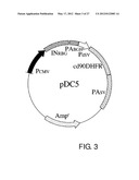 EXPRESSION VECTOR FOR PRODUCING PROTEIN DERIVED FROM FOREIGN GENE IN LARGE     QUANTITY USING ANIMAL CELLS, AND USE THEREOF diagram and image