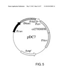 EXPRESSION VECTOR FOR PRODUCING PROTEIN DERIVED FROM FOREIGN GENE IN LARGE     QUANTITY USING ANIMAL CELLS, AND USE THEREOF diagram and image