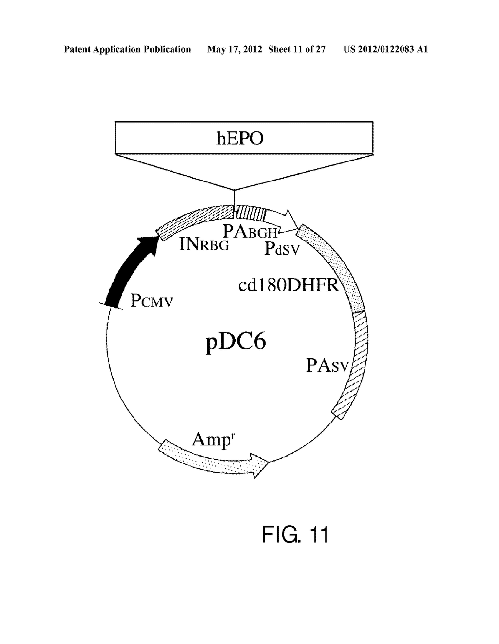 EXPRESSION VECTOR FOR PRODUCING PROTEIN DERIVED FROM FOREIGN GENE IN LARGE     QUANTITY USING ANIMAL CELLS, AND USE THEREOF - diagram, schematic, and image 12