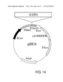 EXPRESSION VECTOR FOR PRODUCING PROTEIN DERIVED FROM FOREIGN GENE IN LARGE     QUANTITY USING ANIMAL CELLS, AND USE THEREOF diagram and image