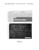 EXPRESSION VECTOR FOR PRODUCING PROTEIN DERIVED FROM FOREIGN GENE IN LARGE     QUANTITY USING ANIMAL CELLS, AND USE THEREOF diagram and image