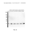 EXPRESSION VECTOR FOR PRODUCING PROTEIN DERIVED FROM FOREIGN GENE IN LARGE     QUANTITY USING ANIMAL CELLS, AND USE THEREOF diagram and image