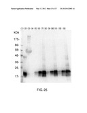 EXPRESSION VECTOR FOR PRODUCING PROTEIN DERIVED FROM FOREIGN GENE IN LARGE     QUANTITY USING ANIMAL CELLS, AND USE THEREOF diagram and image