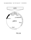 EXPRESSION VECTOR FOR PRODUCING PROTEIN DERIVED FROM FOREIGN GENE IN LARGE     QUANTITY USING ANIMAL CELLS, AND USE THEREOF diagram and image