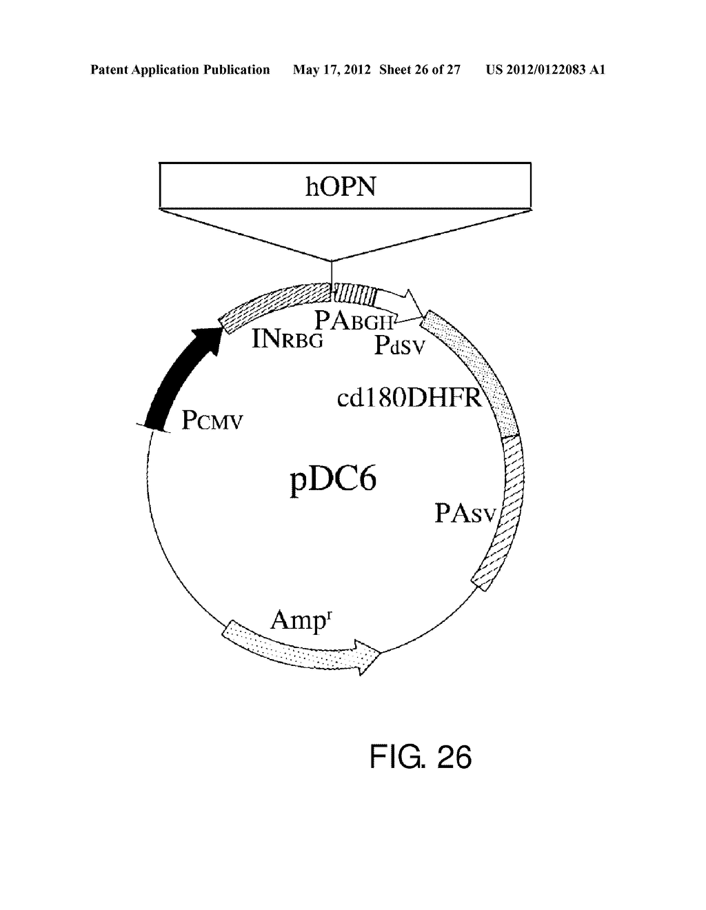 EXPRESSION VECTOR FOR PRODUCING PROTEIN DERIVED FROM FOREIGN GENE IN LARGE     QUANTITY USING ANIMAL CELLS, AND USE THEREOF - diagram, schematic, and image 27