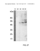 EXPRESSION VECTOR FOR PRODUCING PROTEIN DERIVED FROM FOREIGN GENE IN LARGE     QUANTITY USING ANIMAL CELLS, AND USE THEREOF diagram and image