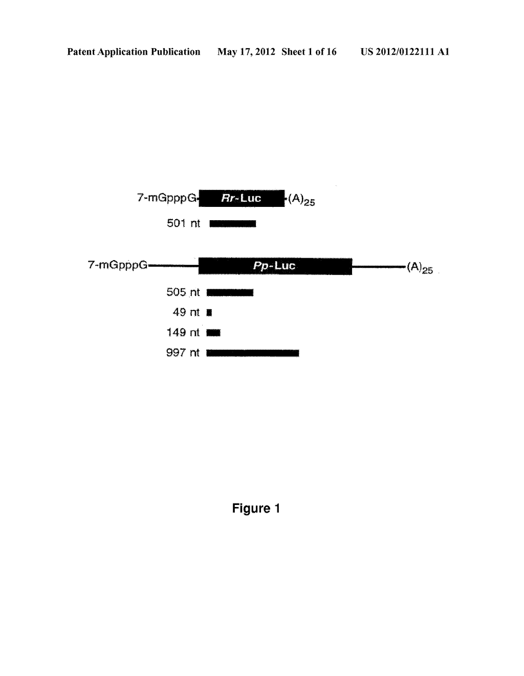 RNA SEQUENCE-SPECIFIC MEDIATORS OF RNA INTERFERENCE - diagram, schematic, and image 02