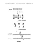 RNA SEQUENCE-SPECIFIC MEDIATORS OF RNA INTERFERENCE diagram and image