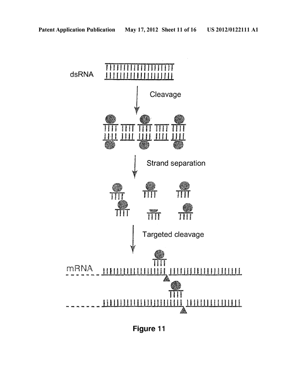 RNA SEQUENCE-SPECIFIC MEDIATORS OF RNA INTERFERENCE - diagram, schematic, and image 12