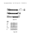 RNA SEQUENCE-SPECIFIC MEDIATORS OF RNA INTERFERENCE diagram and image