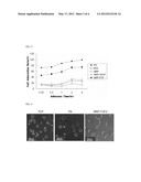 RECOMBINANT PROTEIN OF FIBROBLAST GROWTH FACTOR HAVING ADHESIVE ACTIVITY     FOR STEM CELLS AND METHOD FOR CULTURING STEM CELLS USING THE SAME diagram and image