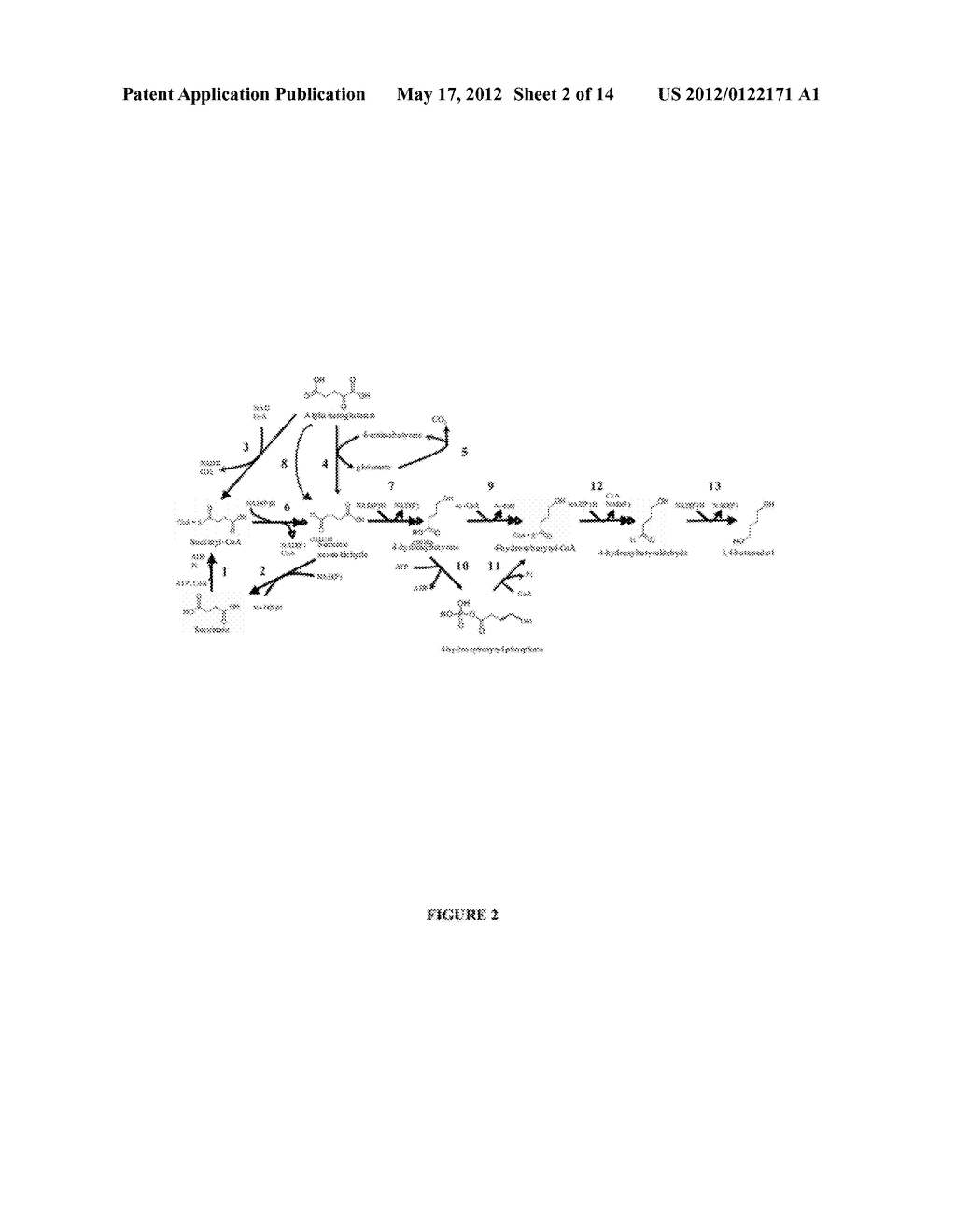 COMPOSITIONS AND METHODS FOR THE BIOSYNTHESIS OF 1,4-BUTANEDIOL AND ITS     PRECURSORS - diagram, schematic, and image 03