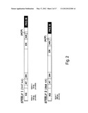 INCORPORATION OF TYPE III POLYKETIDE SYNTHASES INTO MULTIDOMAIN PROTEINS     OF THE TYPE I AND III POLYKETIDE SYNTHASE AND FATTY ACID SYNTHASE     FAMILIES diagram and image