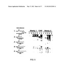 INCORPORATION OF TYPE III POLYKETIDE SYNTHASES INTO MULTIDOMAIN PROTEINS     OF THE TYPE I AND III POLYKETIDE SYNTHASE AND FATTY ACID SYNTHASE     FAMILIES diagram and image